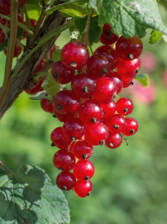 Rote Johannisbeere 'Jonkheer van Tets' Ø13cm Topf