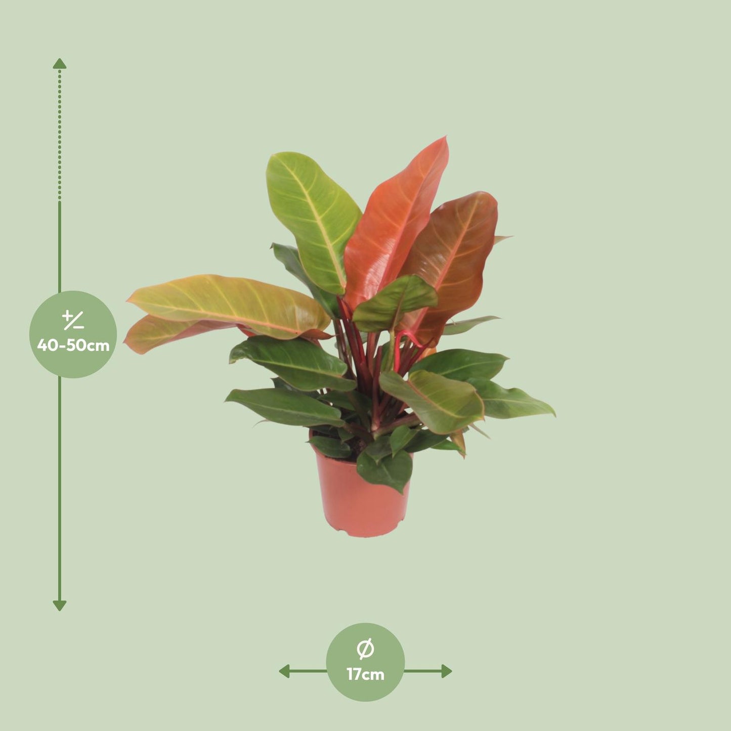 Philodendron Prince of Orange – Pflegeleichte Zimmerpflanze Ø17cm