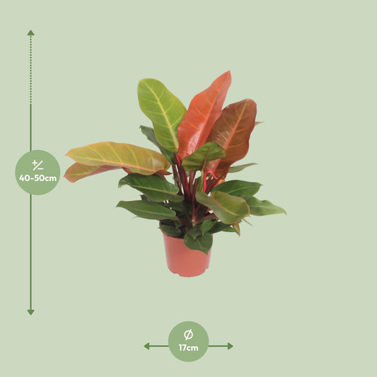 Philodendron Prince of Orange – Pflegeleichte Zimmerpflanze Ø17cm