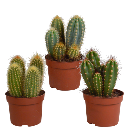 Cereus Kakteen Mischung 3er Set 10,5 cm Topf