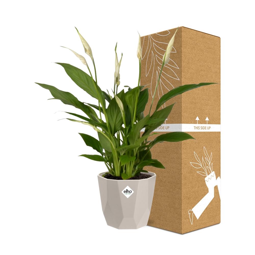 Spathiphyllum Torelli 12 cm in ELHO b.for rock Topf warm grey