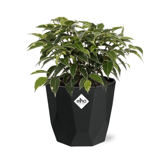 Ficus Benjamina Kinky – Stilvolle & Pflegeleichte Zimmerpflanze 14cm