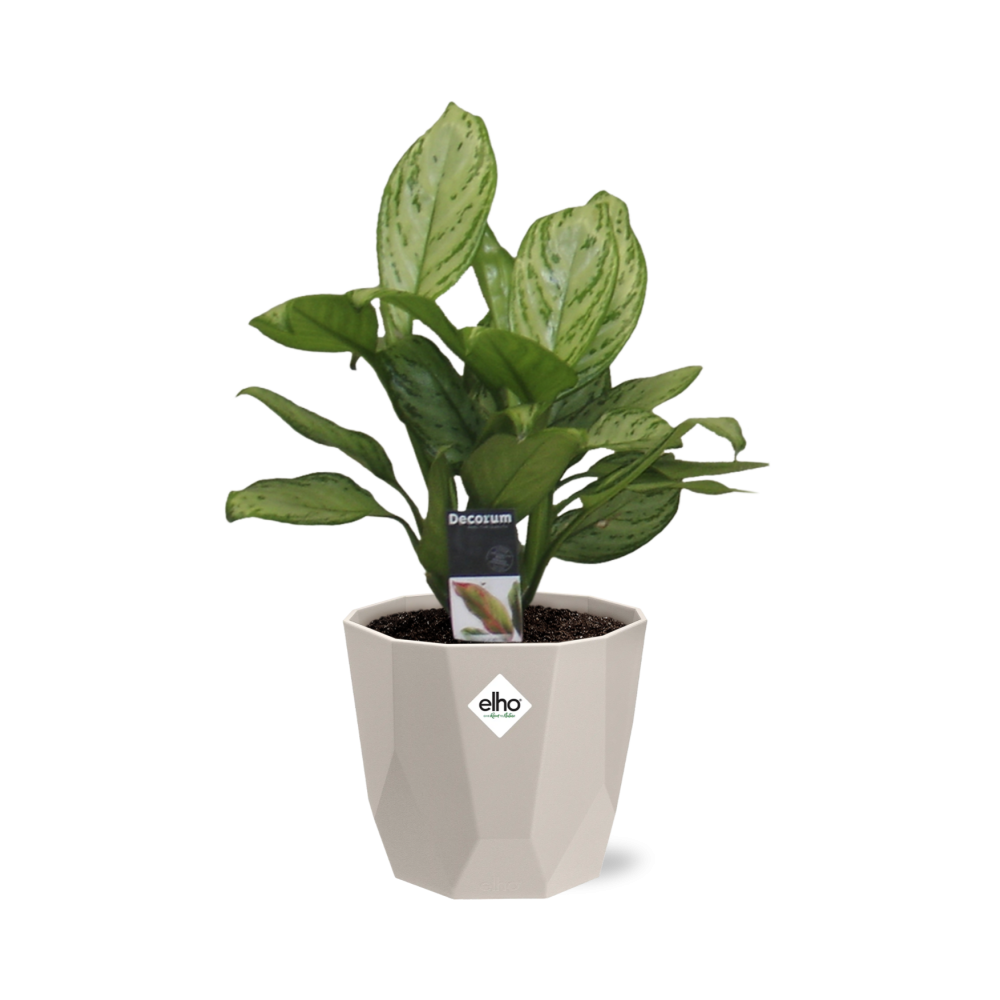 Aglaonema Christina – Pflegeleichte Zimmerpflanze im ELHO b.for rock Topf