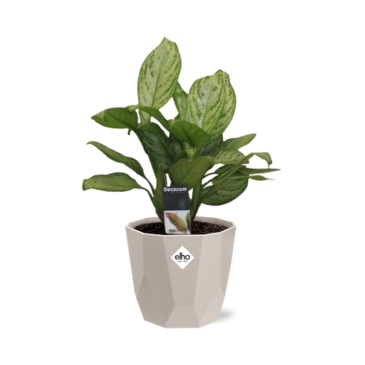 Aglaonema Christina – Pflegeleichte Zimmerpflanze im ELHO b.for rock Topf