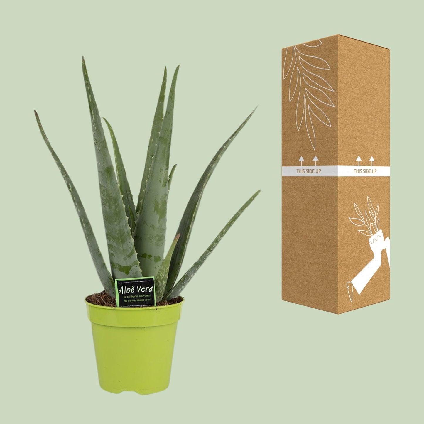 Aloe Vera Ø15cm – Pflegeleichte und stilvolle Zimmerpflanze
