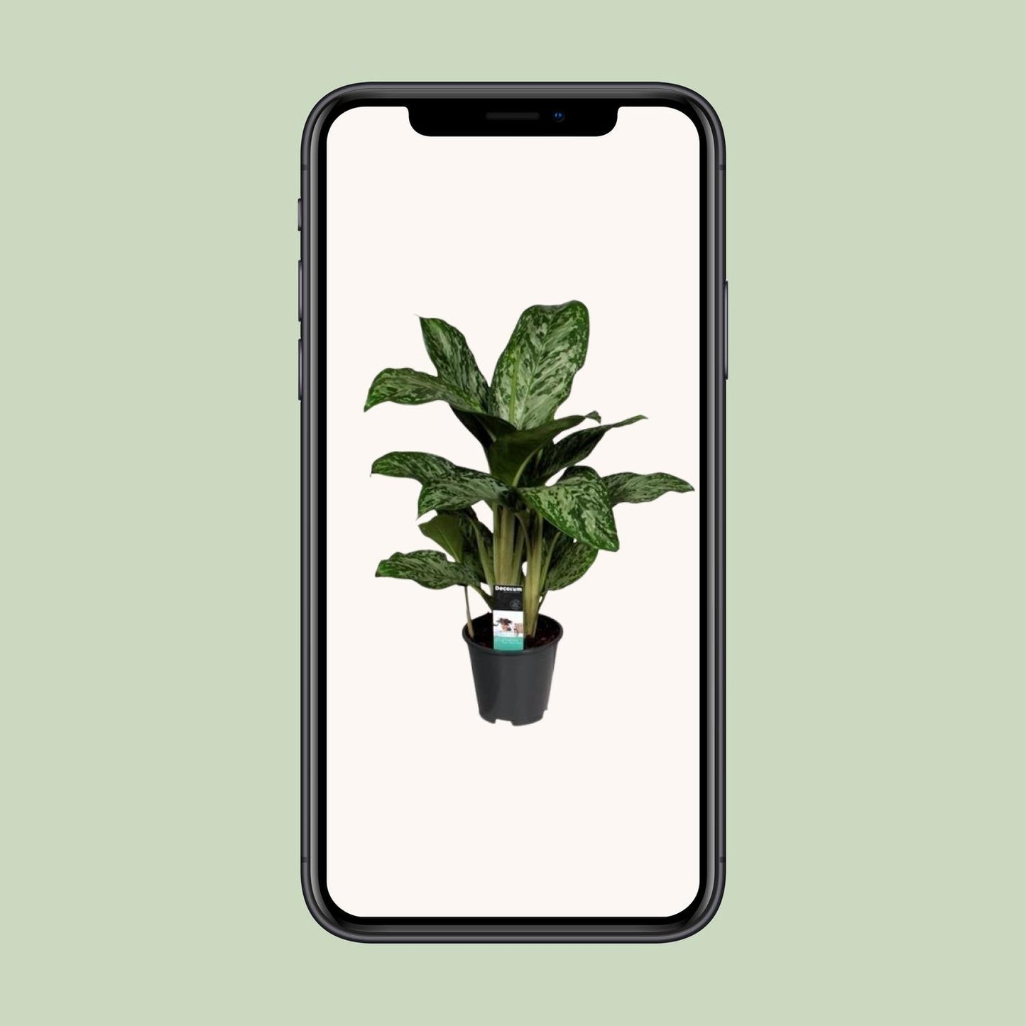 Aglaonema Greenlight – Pflegeleichte Zimmerpflanze