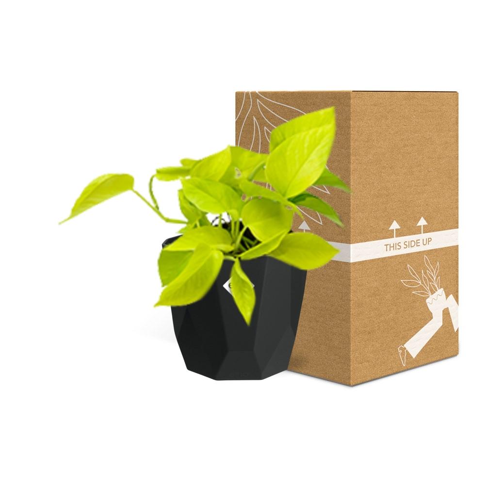 Epipremnum Pinnatum ‘Golden Pothos’ – Pflegeleichte Kletterpflanze in 14cm Topf