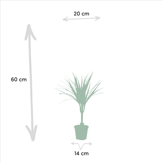 2x Dracaena (Drachenbaum) – Ø14cm, 60cm Höhe