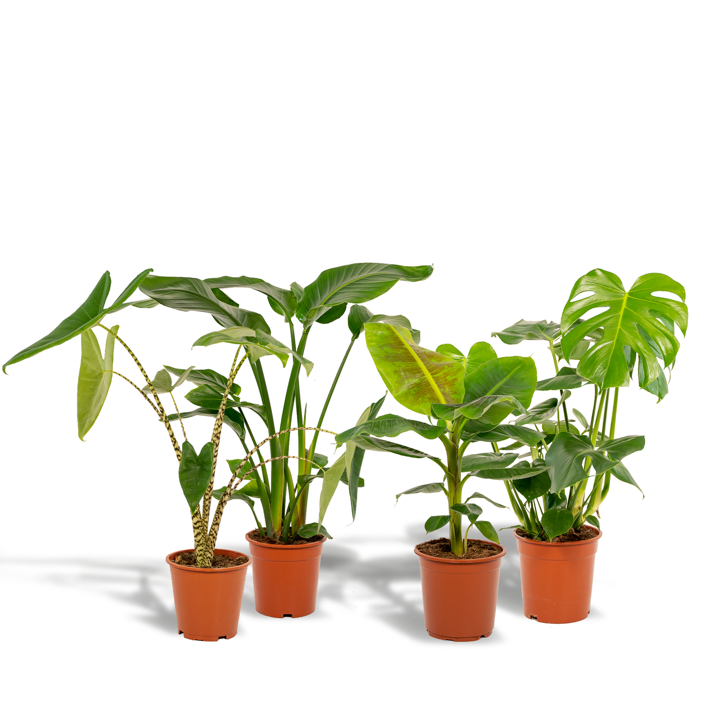 Exklusives Zimmerpflanzen-Set: Monstera, Alocasia, Strelitzia & Musa