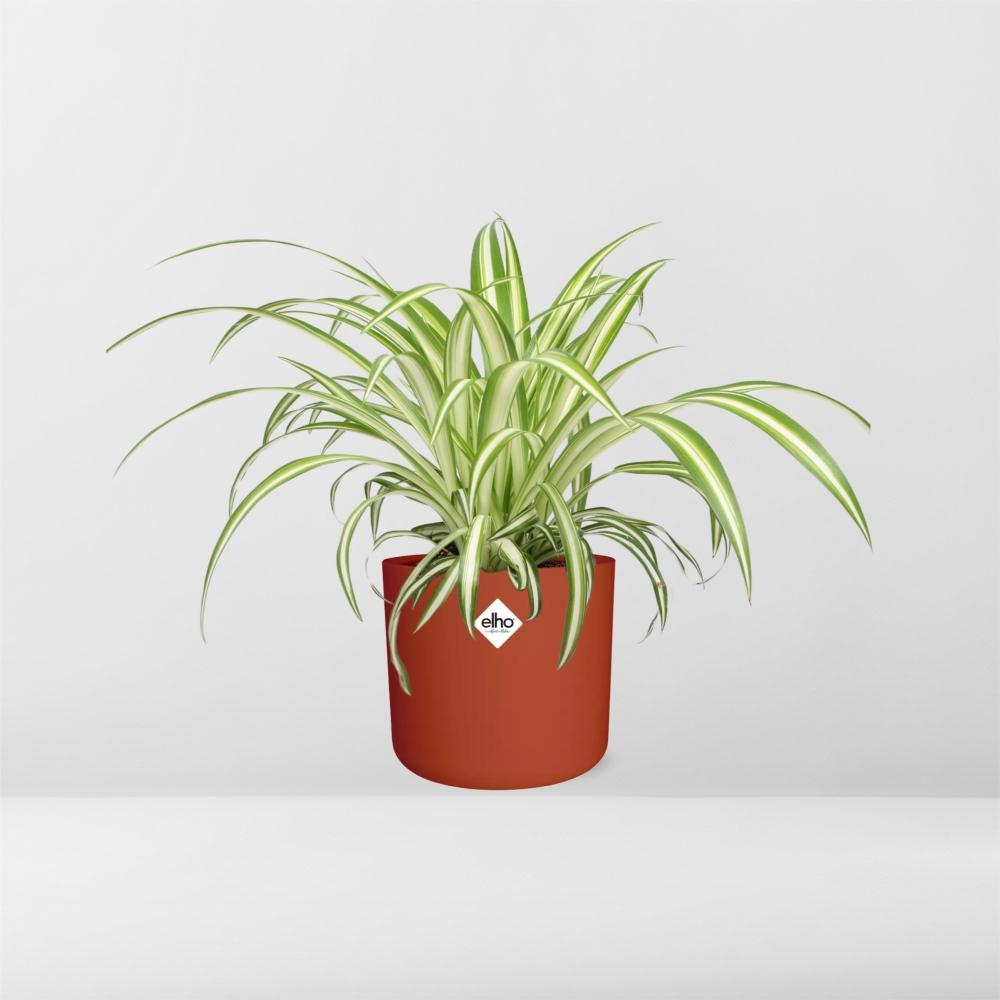 Chlorophytum Comosum Variegatum – pflegeleichte Spiderpflanze im ELHO Topf