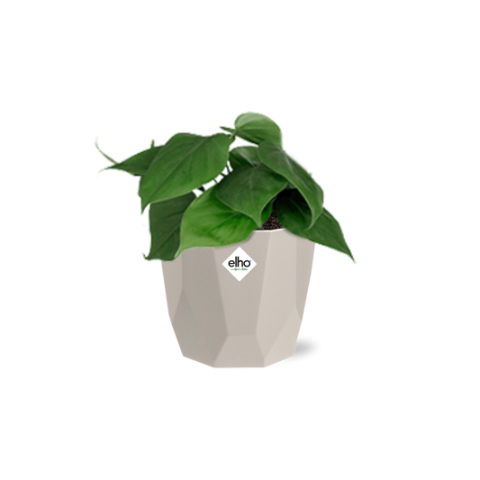 Philodendron Scandens im ELHO b.for rock 14 cm Topf warm grey