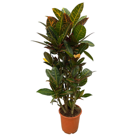 Codiaeum Petra (Croton) vertakt – 100 cm, Ø 21 cm