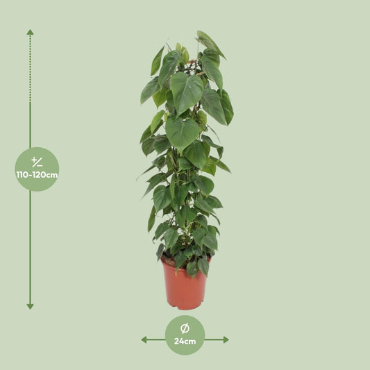 Philodendron Scandens – Pflegeleichte Kletterpflanze Ø24cm