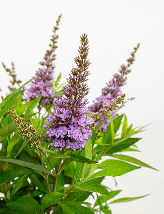 Buddleja dav. 'Butterfly Candy Little Lila' - Ø19cm Topf