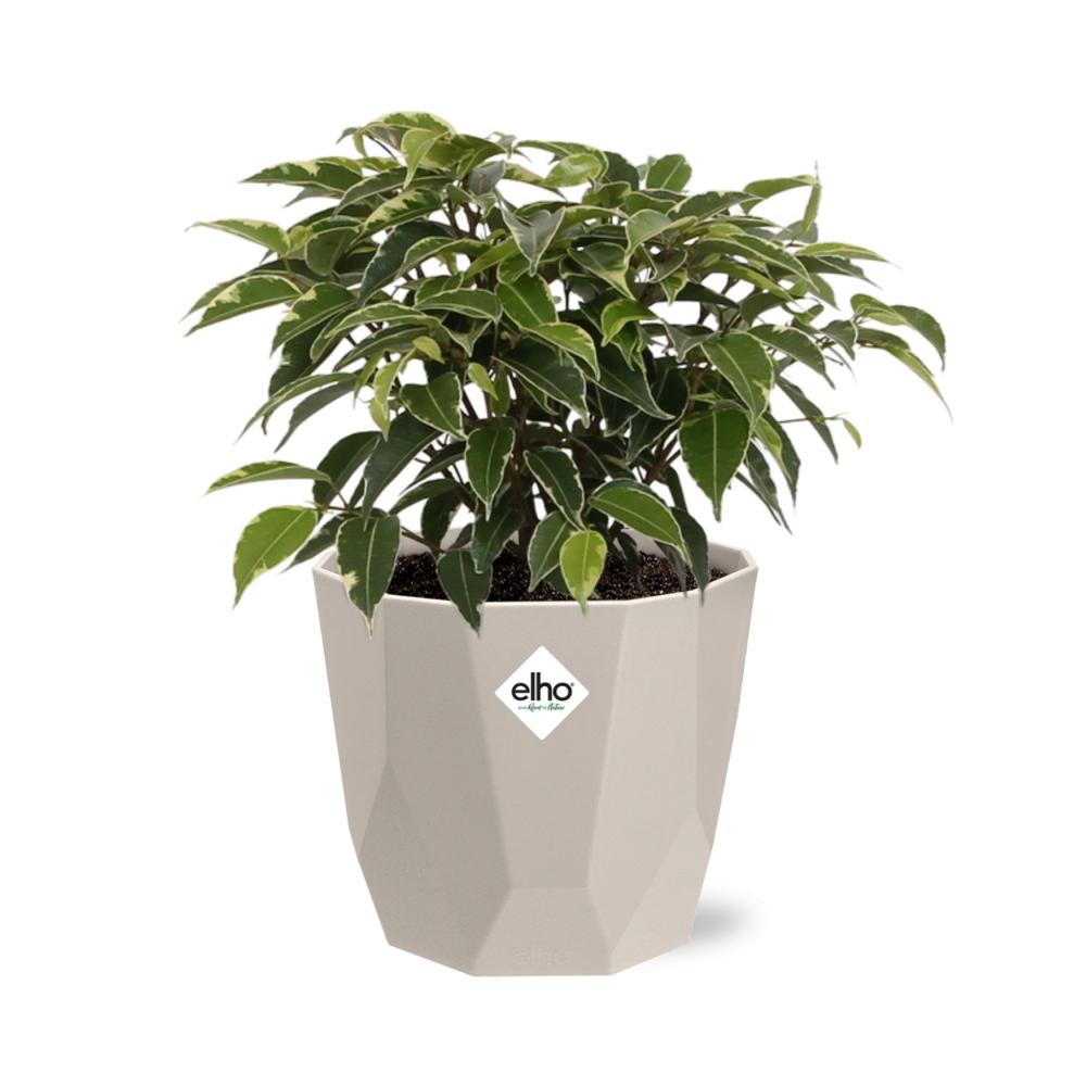 Ficus Benjamina Kinky im ELHO b.for rock Topf 14 cm warm grey