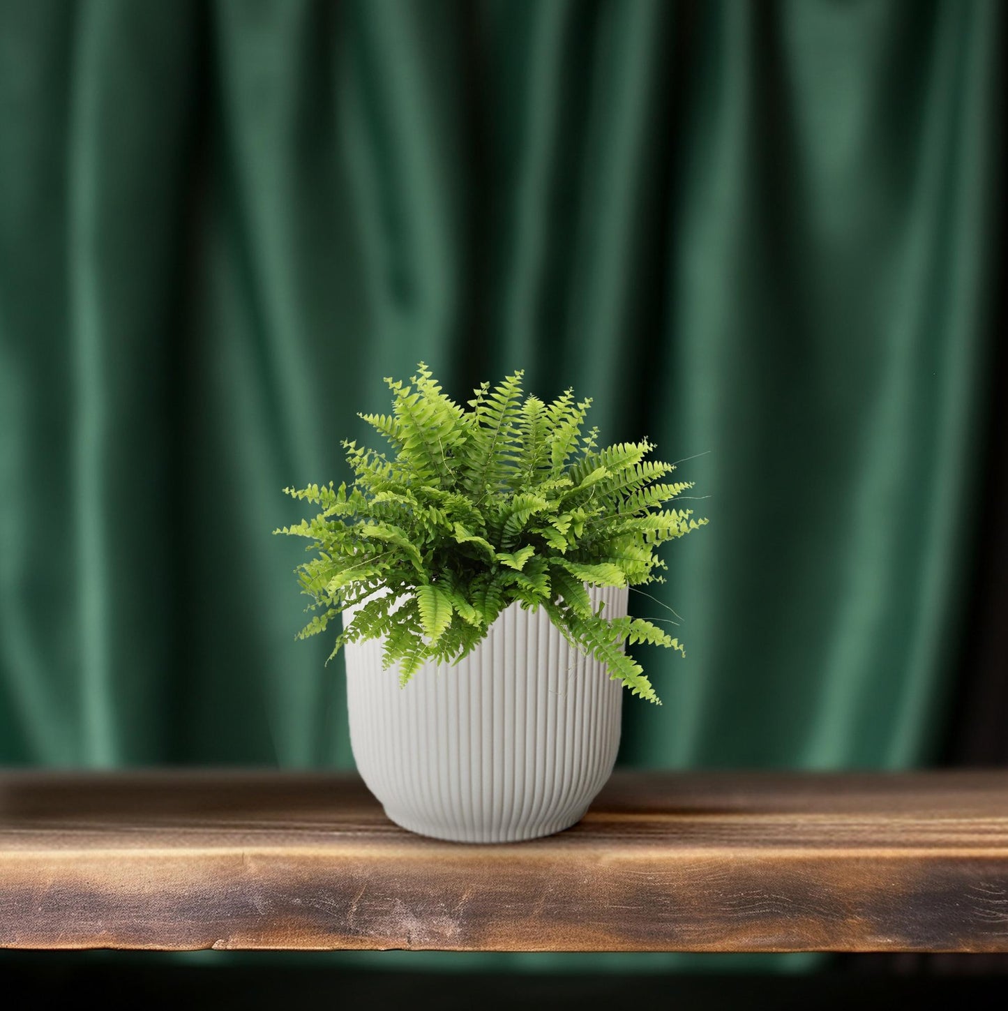 Nephrolepis Boston Green Moment – Pflegeleichter Bostonfarn Ø12cm