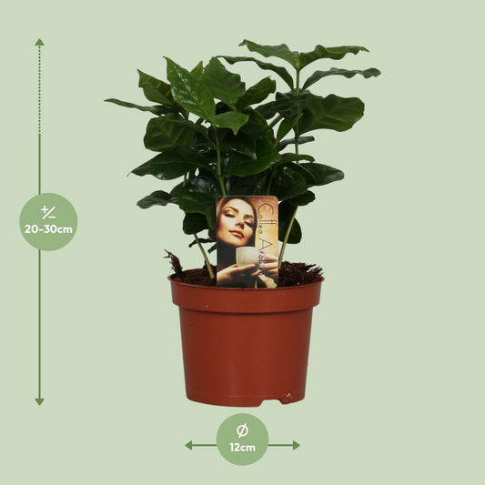 Coffea arabica – Stilvolle Kaffeepflanze Ø12cm, 25cm hoch