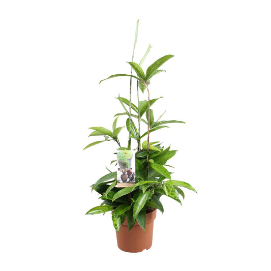 Dracaena Surculosa – Pflegleichter Drachenbaum Ø17cm, 55cm hoch