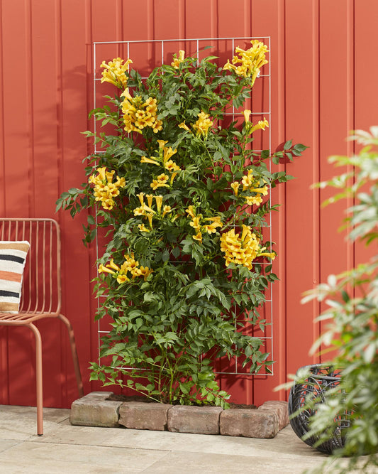 Campsis Summer Jazz 'Gold Trumpet' - Trompetenblume Gelb Ø15cm, ca. 65cm