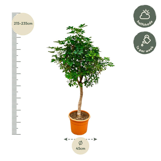 Schefflera op Stamm – 210 cm, Ø 45 cm, pflegeleicht