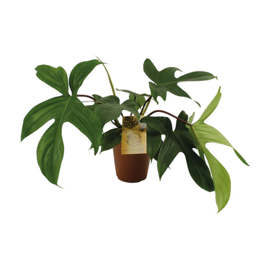 Philodendron Florida Green – Pflegeleichte Zimmerpflanze Ø15cm