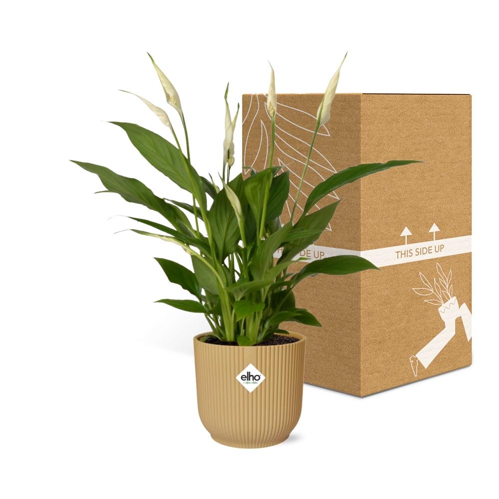 Spathiphyllum Torelli 12 cm im ELHO Vibes Fold Topf Gelb