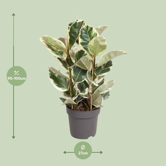 Ficus Elastica Tineke – Eleganter Gummibaum Ø27cm, 100cm hoch