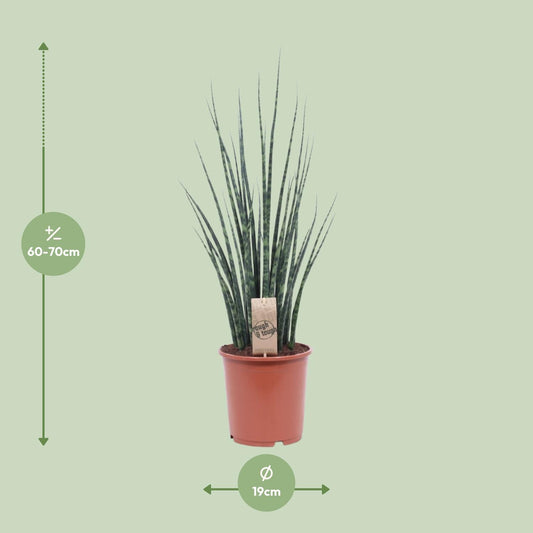 Sansevieria Fernwood Mikado – Pflegeleichte Schwiegermutterzunge Ø19cm