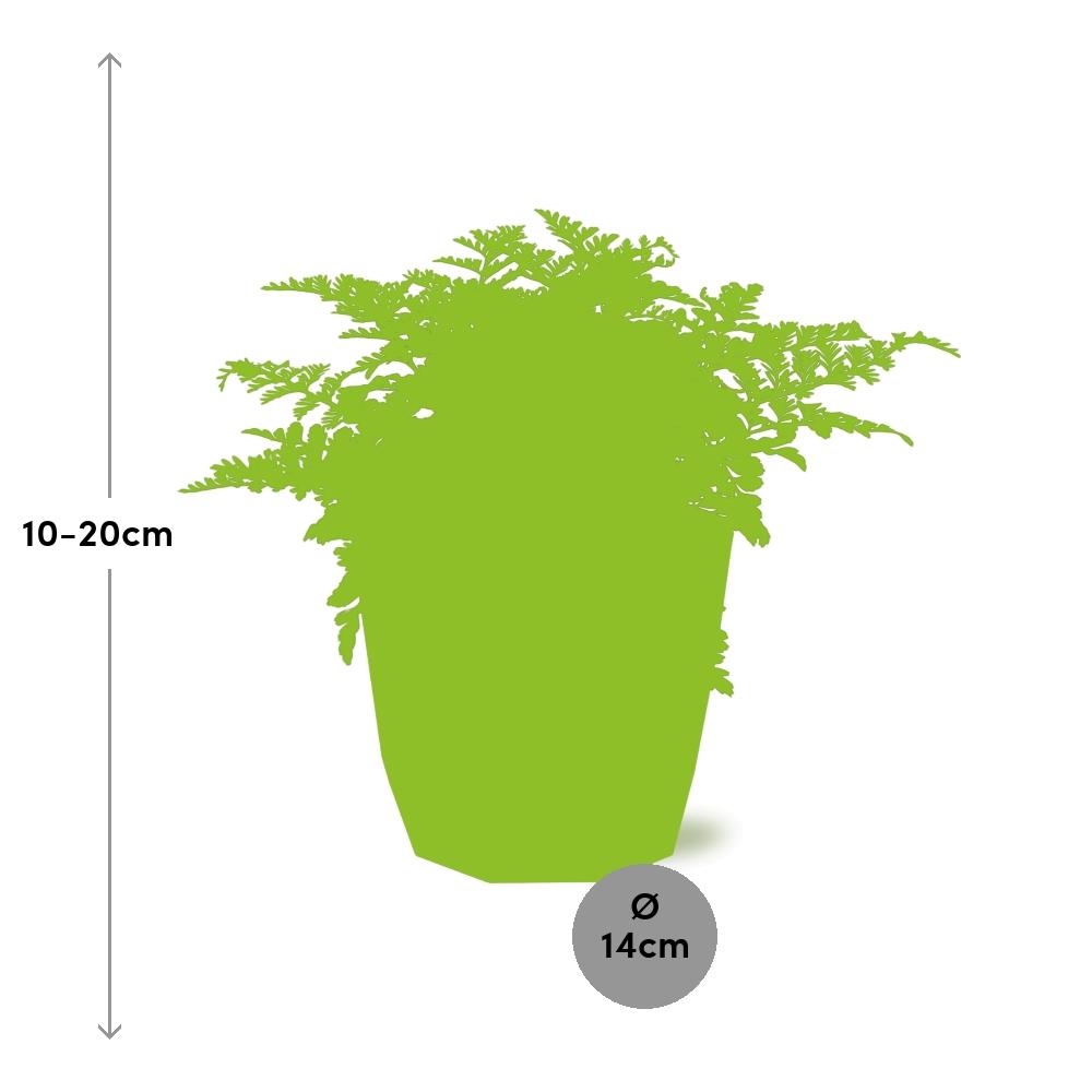 Asplenium Parvati Rippenfarn in ELHO b.for rock 14 cm warm grey
