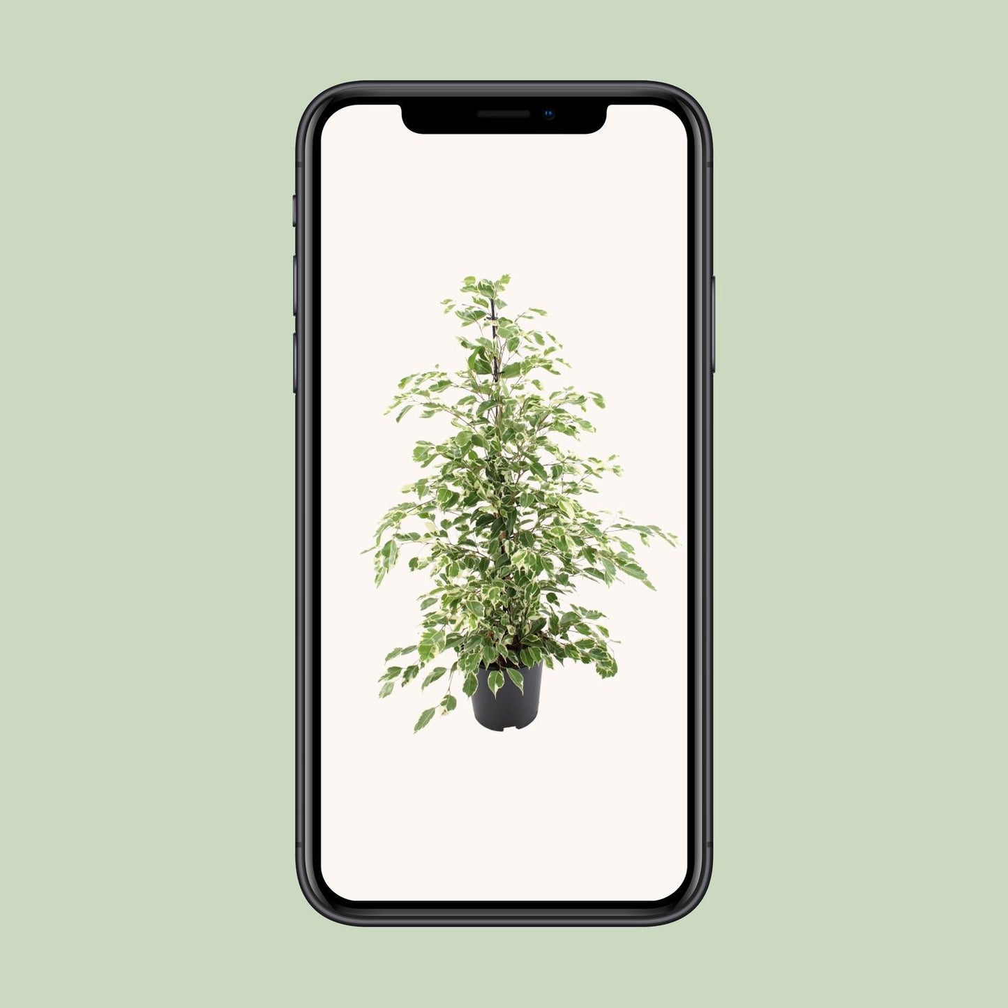 Ficus benjamina Twilight – Pflegeleichter Zimmerbaum Ø21cm