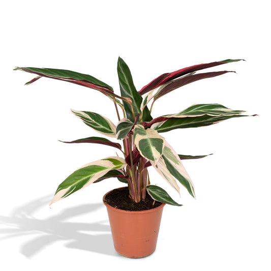 Calathea Triostar – Pfauenpflanze Ø19cm, ca. 70cm hoch