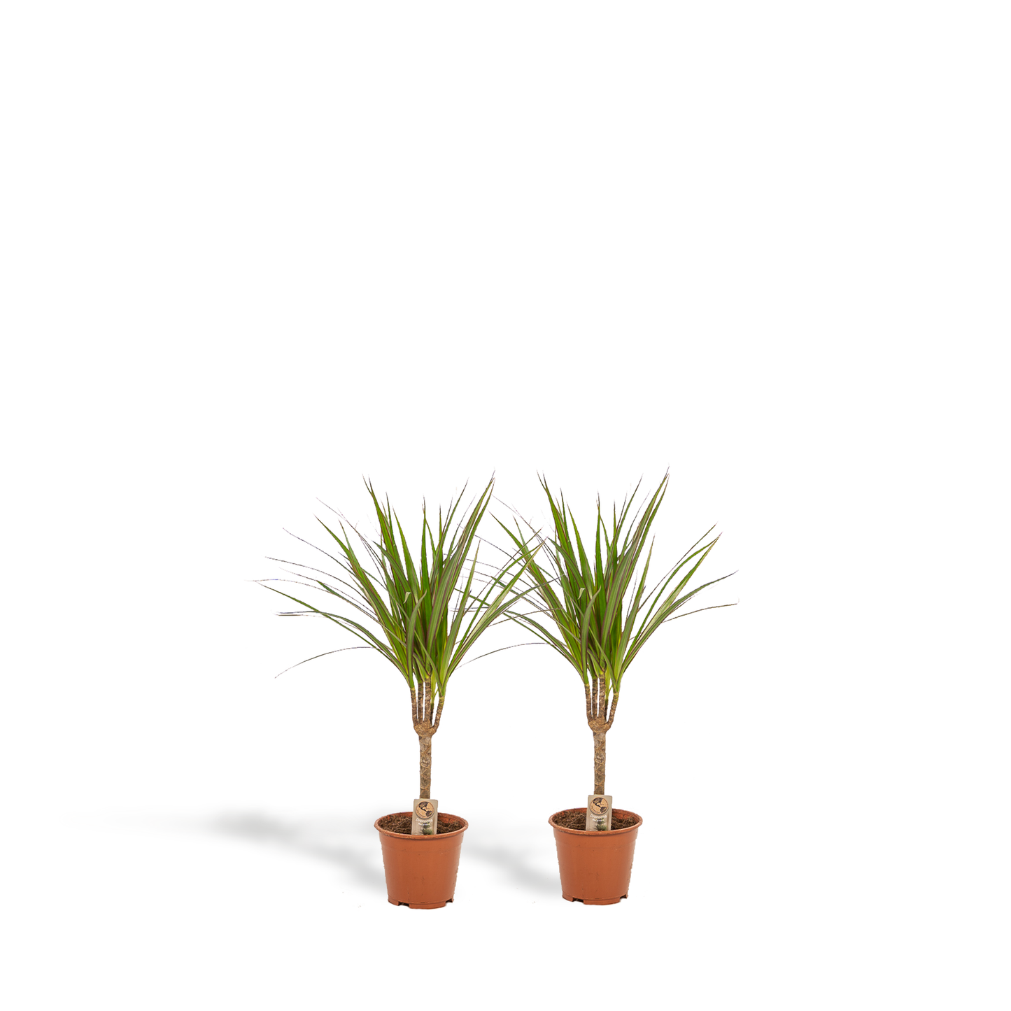 2x Dracaena (Drachenbaum) – Ø14cm, 60cm Höhe