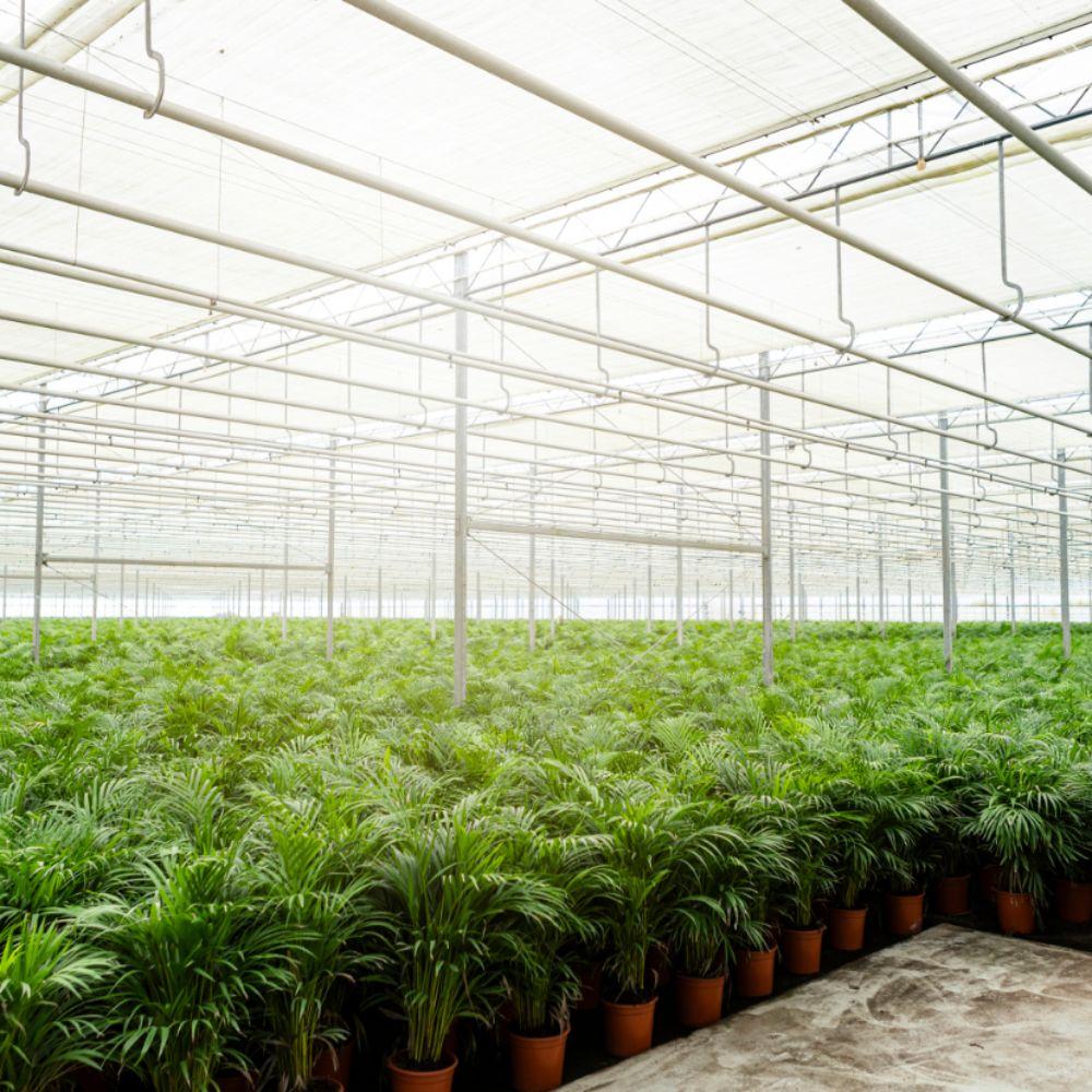 Areca-Palme im Korb – Ø21cm Topf, 110cm Höhe