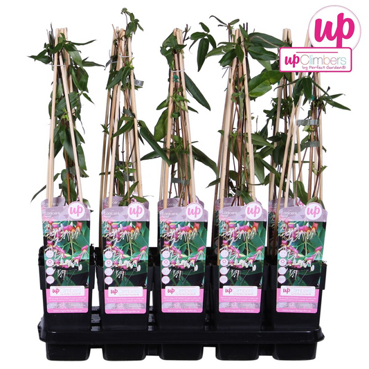 Lonicera henryi – Immergrünes Geißblatt Ø15cm, 65cm Höhe