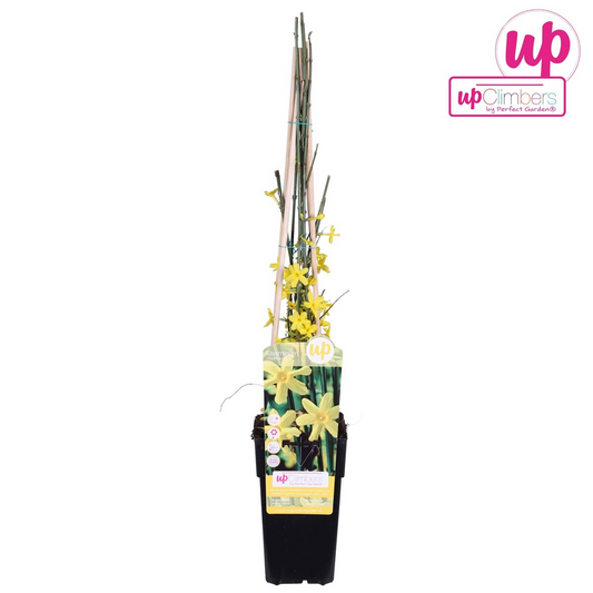 Jasminum nudiflorum – Winterblühende Kletterpflanze Ø15cm