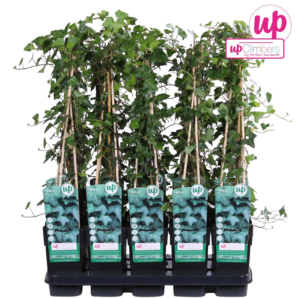 Hedera helix – Pflegeleichte Efeutute Ø15cm, 65cm hoch