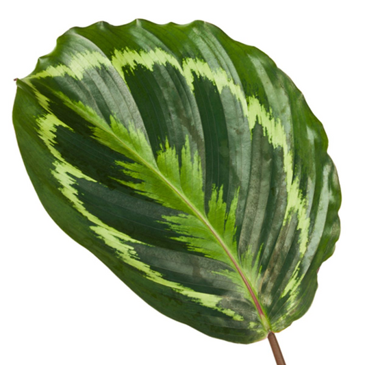 Calathea Medallion – Pflegeleichte & elegante Zimmerpflanze