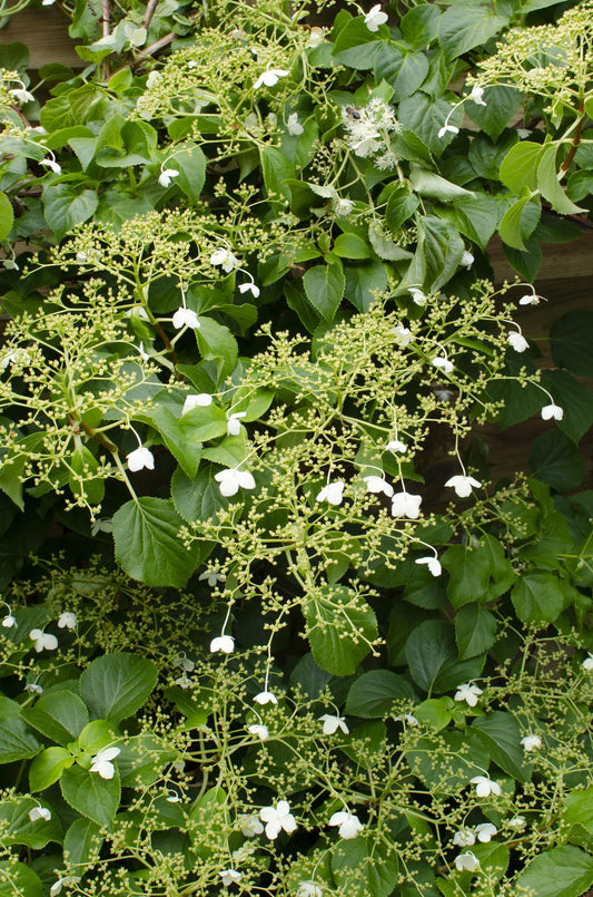 4x Hydrangea petiolaris – Klimhortensie Ø15cm, 65cm Höhe