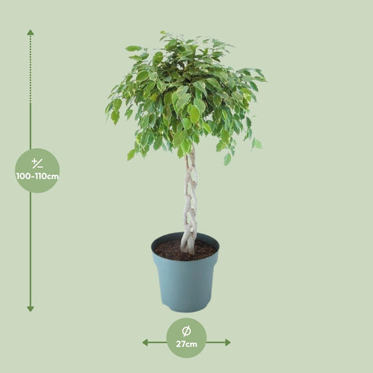 Ficus Safrana / Golden King Gevlochten – Ø27cm, ca. 110cm