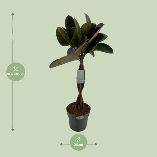 Ficus Elastica Burgundy – Elegante Zimmerpflanze Ø24cm, 100cm hoch