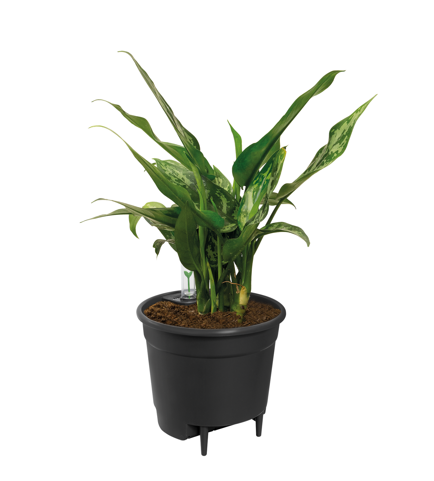 Self Watering Insert – Praktisches Bewässerungssystem 21 cm