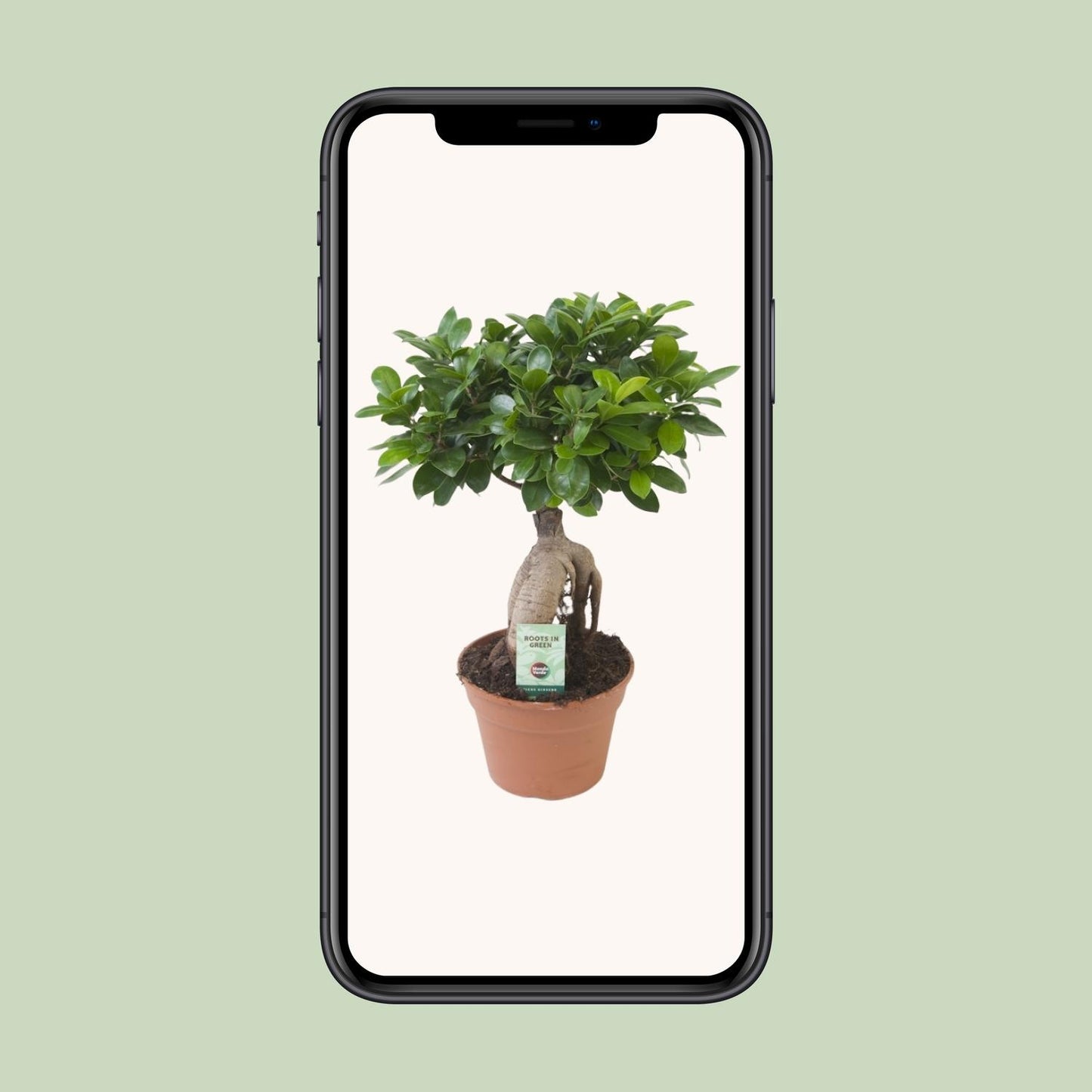 Ficus Ginseng Ø17cm – Pflegeleichte Zimmerpflanze
