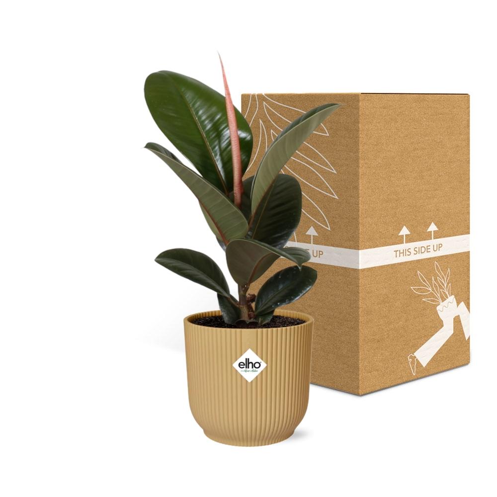 Ficus Elastica ‘Robusta’ – Pflegeleichte Zimmerpflanze im ELHO Vibes Fold 14cm Gelb