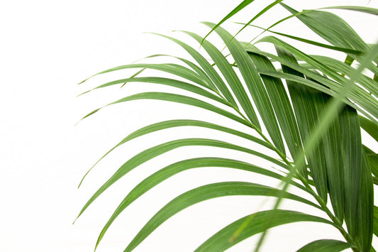 Kentia-Palme – 160 cm – Ø 24 cm Topf