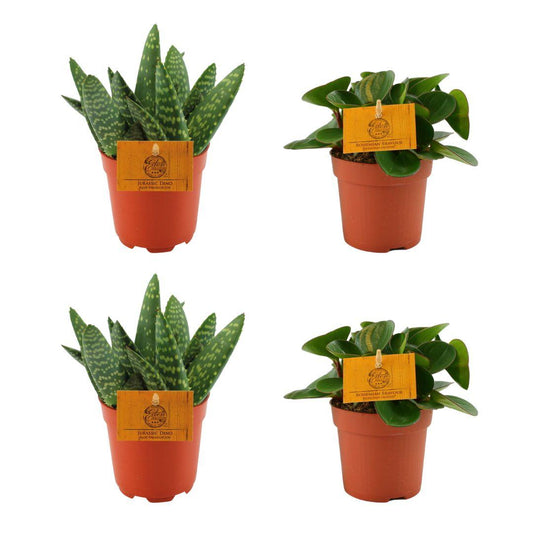 Set aus 2 Aloe Paradisicum & 2 Peperomia Obtipan Green – Pflegeleicht & Stilvoll