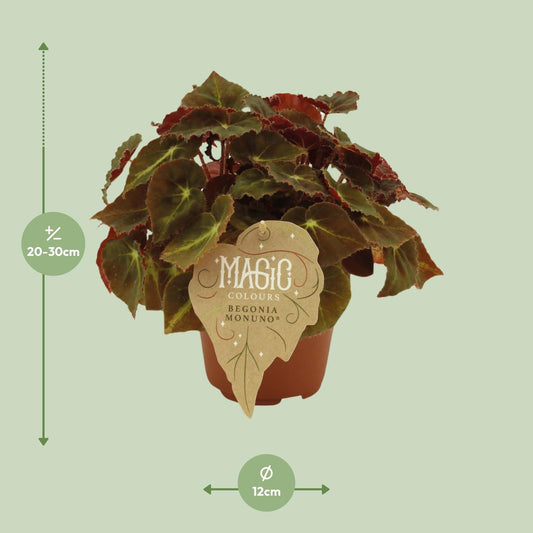 Begonia Rex Montuno – Pflegeleichte, dekorative Begonie Ø12 cm