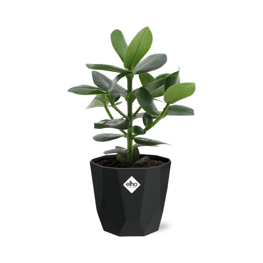 Clusia Princess – Elegante, pflegeleichte Zimmerpflanze 14cm