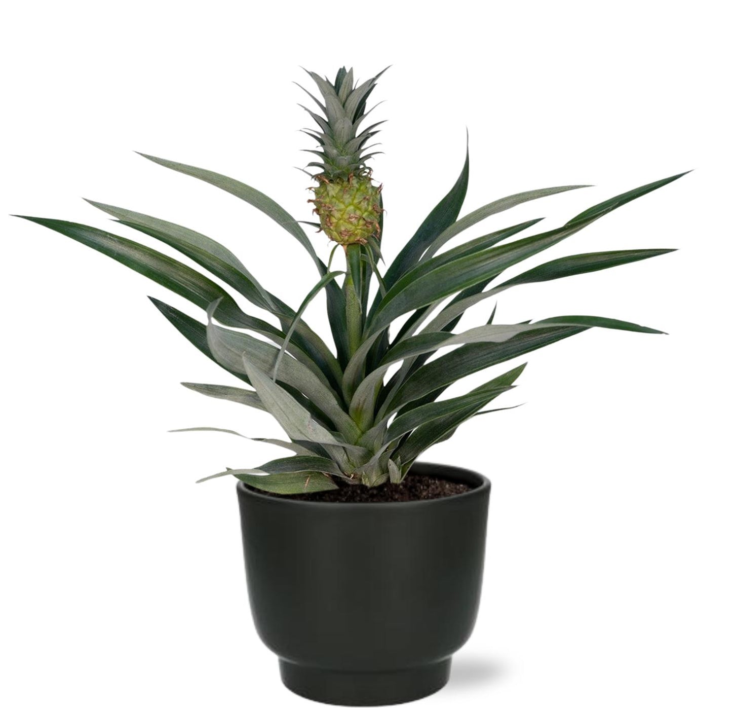 Bromelia Ananas Ø12cm – Tropische Zimmerpflanze mit Potenza Topf
