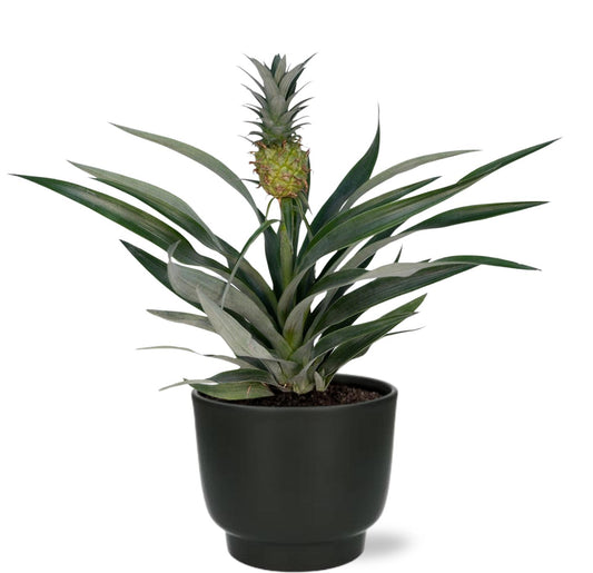 Bromelia Ananas Ø12cm – Tropische Zimmerpflanze mit Potenza Topf
