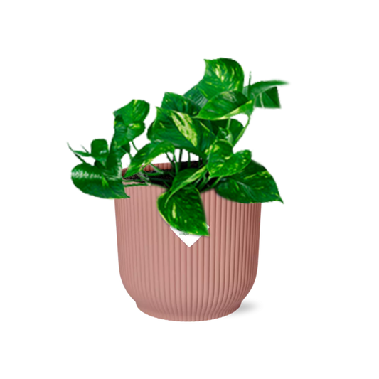 Epipremnum Pinnatum ‘Aureum’ in ELHO Vibes Fold 14cm rosa